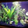 29 gallons planted tank (mostly live plants and fish) - My aquarium after the new plants were in.