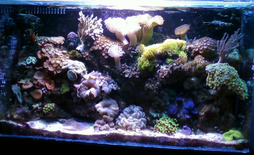 Rated #38: 50 Gallons Reef Tank - Reef Tank