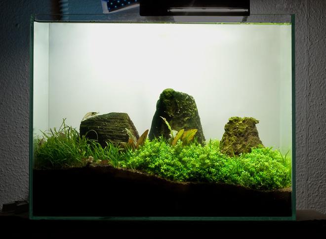 3 gallons planted tank (mostly live plants and fish) - 3.5 Gallon Mini Tank. 
Dwarf baby tears
Dwarf crypts
Micro ChainSword
Cherry Shrimp
Amano Shrimp
