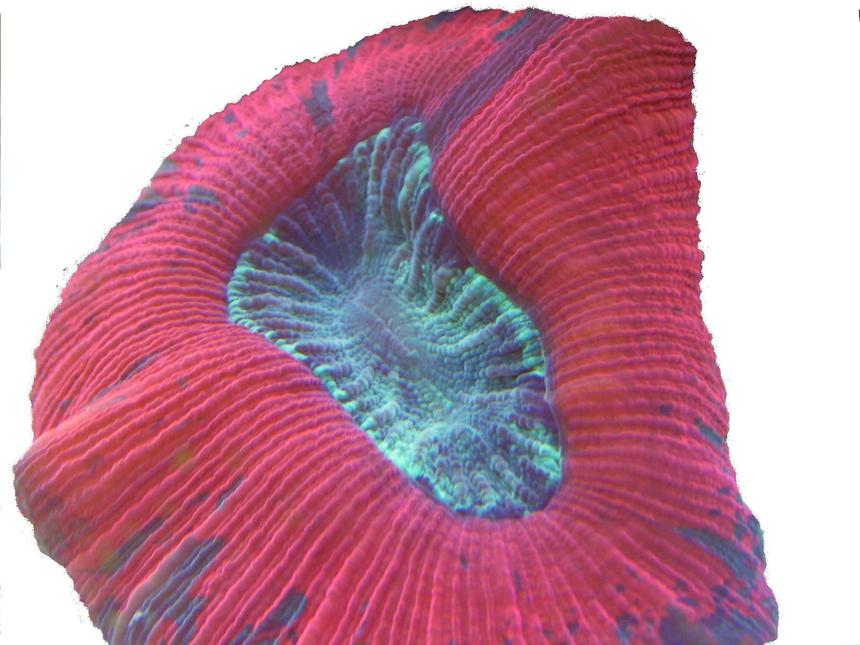 Rated #80: Corals Inverts - Trachyphyllia Geoffroyi - Brain Coral, Trachyphyllia Stocking In 65 Gallons Tank - Great color.