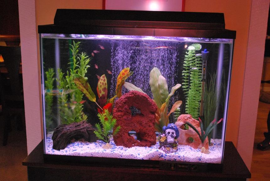 Rated #2898: 37 Gallons Freshwater Fish Tank - 37 gallons of zen like tranquility.