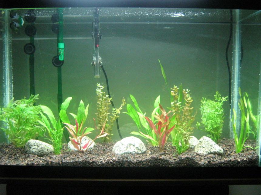 Rated #1990: 29 Gallons Planted Tank - planted tank