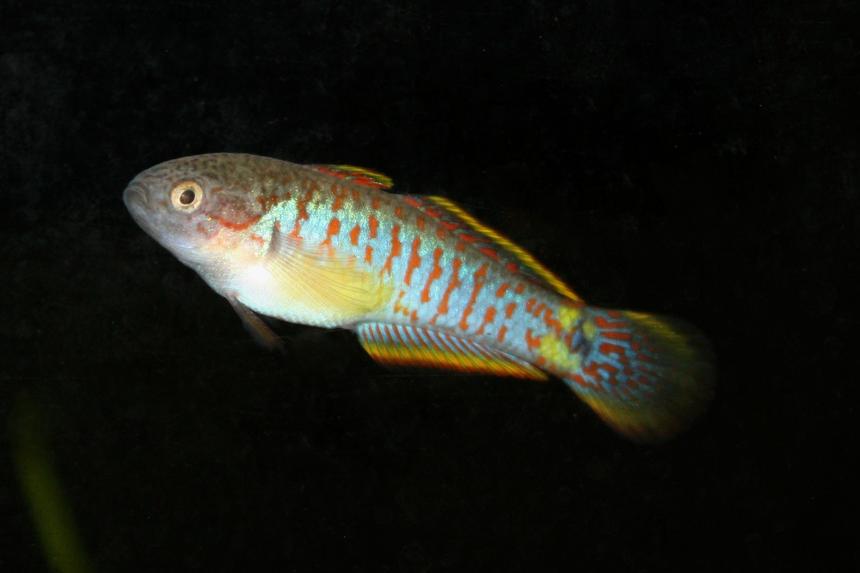 Rated #105: Freshwater Fish - Tateurndina Ocellicauda - Peacock Gudgeon Stocking In 120 Gallons Tank - peacock goby