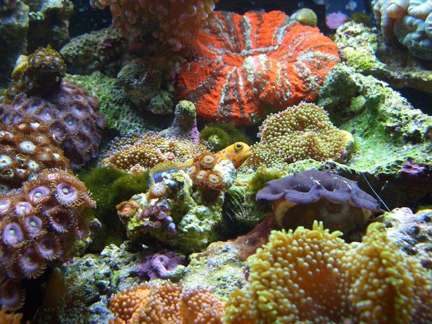 Rated #38: Corals Inverts - Tridacna Crocea - Crocea Clam, Second Grade Stocking In 34 Gallons Tank - Jawfish in 34gallon