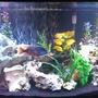 75 gallons freshwater fish tank (mostly fish and non-living decorations) - 75 Gallon Cichlid Tank