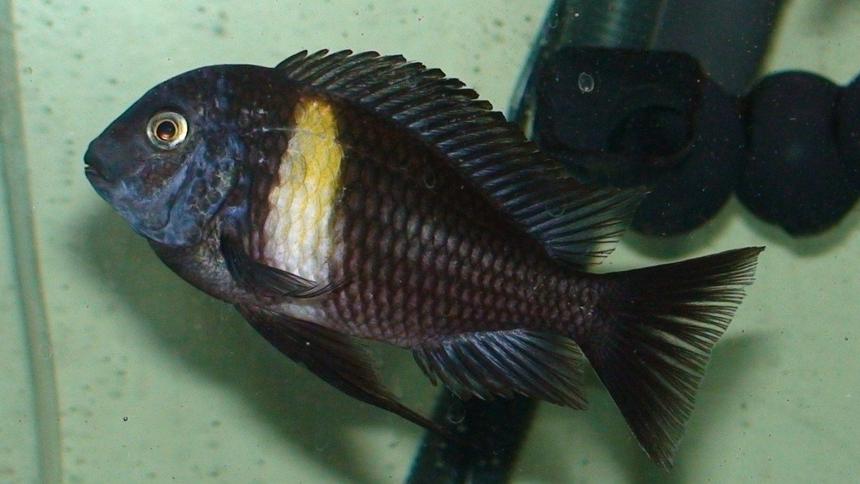 Rated #70: Freshwater Fish - Tropheus Moorii - Moorii (kaiser Ii) Cichlid Stocking In 75 Gallons Tank - Tropheus Duboisi.
Ikeep him in my 75gallon tank.I have about 60 cichlids!!!!!!!! I have a 48 and a 29 gallon tanks also!!!Then i have a 10 gallon tank for the fry of my many cichlids!!