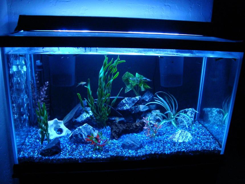 Rated #2410: 55 Gallons Freshwater Fish Tank - 55 gallon community tank. Check out my other photos to see the homemade LED nightlight!