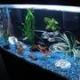fish tank picture - Side angle