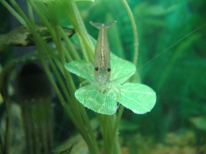 corals inverts - caridina japonica - japonica amano shrimp stocking in 5 gallons tank - My amano shrimp