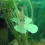 corals inverts - caridina japonica - japonica amano shrimp stocking in 5 gallons tank - My amano shrimp