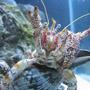 corals inverts - dardanus spp. - hermit crab with anemone stocking in 75 gallons tank - Give me some food!!!!