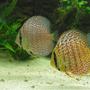 freshwater fish - ring leopard discus - ring leos