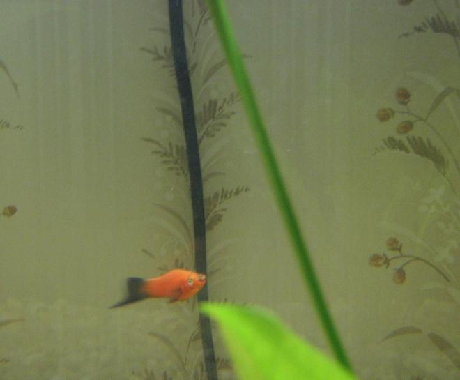 freshwater fish - xiphophorus maculatus - red wag platy stocking in 50 gallons tank - This is King Henry (named for his fatness). RIP