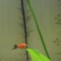freshwater fish - xiphophorus maculatus - red wag platy stocking in 50 gallons tank - This is King Henry (named for his fatness). RIP