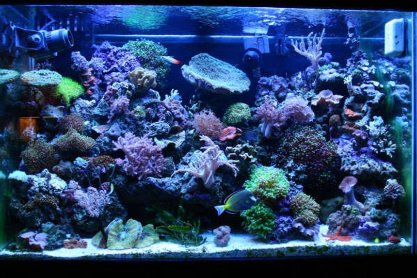 Rated #27: 65 Gallons Reef Tank