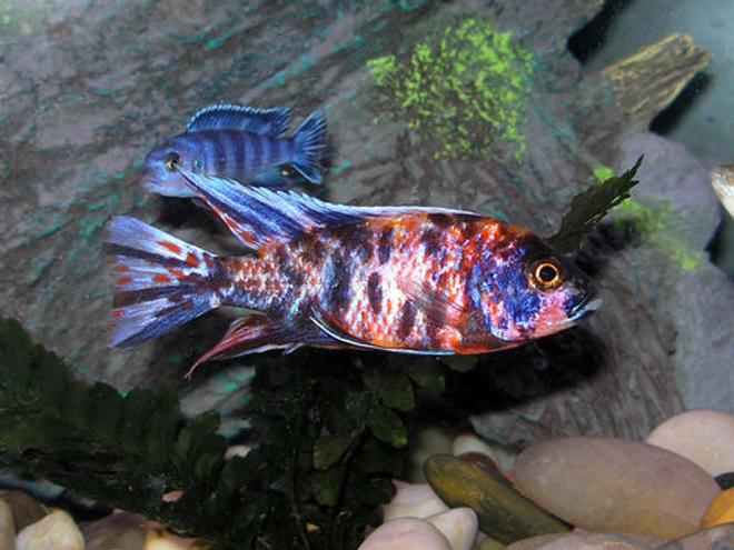 freshwater fish - aulonocara nyassae var. - peacock cichlid, orange blossom stocking in 36 gallons tank - My Peacock Cichlid