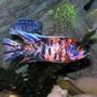 freshwater fish - aulonocara nyassae var. - peacock cichlid, orange blossom stocking in 36 gallons tank - My Peacock Cichlid