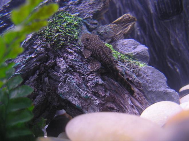 freshwater fish - ancistrus sp. - bushy nose pleco l-144 stocking in 36 gallons tank - Brushmouth Pleco