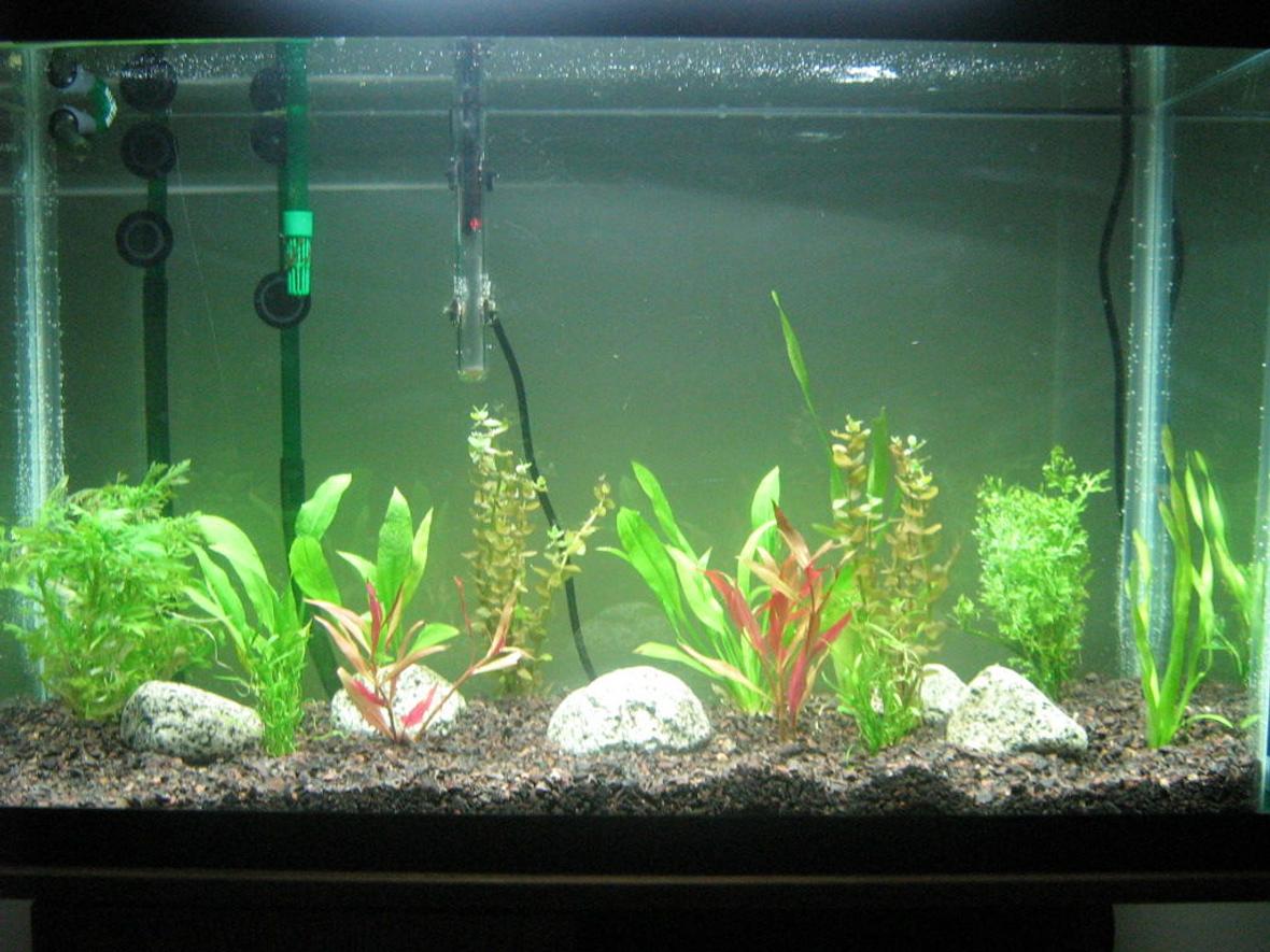 29 gallons planted tank (mostly live plants and fish) - planted tank. Some rainbows soon!