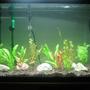 29 gallons planted tank (mostly live plants and fish) - planted tank. Some rainbows soon!