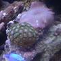 corals inverts - zoanthus sp. - colony polyp stocking in 46 gallons tank - mushroom and zoa with blue damsel cameo