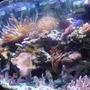 corals inverts - macrodactyla doreensis - long tentacle anemone stocking in 46 gallons tank - side view of tank