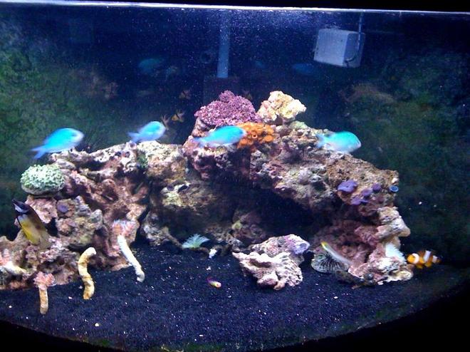 54 gallons reef tank (mostly live coral and fish) - 54 gallon corner reef tank