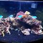 54 gallons reef tank (mostly live coral and fish) - 54 gallon corner reef tank