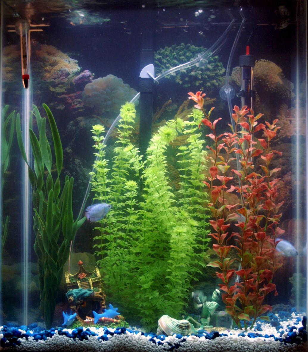 20 gallons freshwater fish tank (mostly fish and non-living decorations) - This is my new tank. I got the tank last week and left in running for 5 days and bought some fish today. My tank now consists of 2 - Moonlight Gourami, 2 - Dwarf Gourami, 3 - Dalmatian Mollies, 2 - sunburst platies, and 1 - plecostomus.