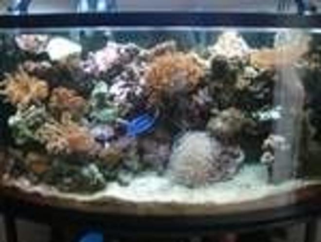 46 gallons reef tank (mostly live coral and fish) - My 46 gallon bow front lots of corals and fish. 1 year set up