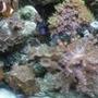 corals inverts stocking in 46 gallons tank - Corals and shrooms
