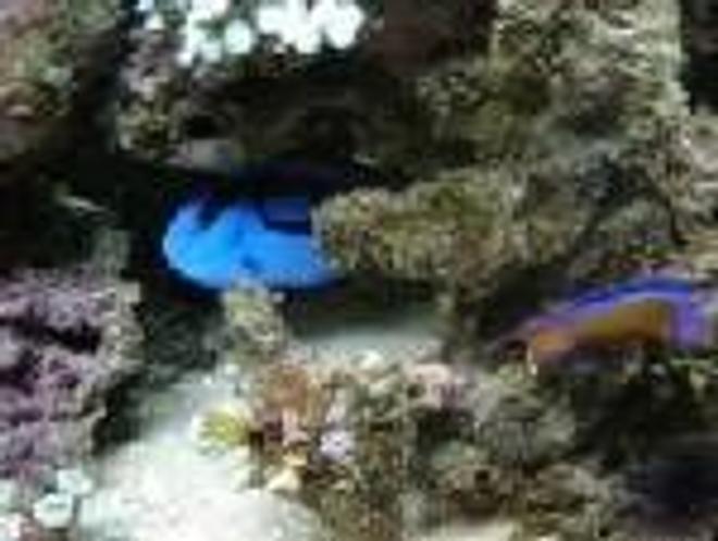 saltwater fish - paracanthurus hepatus - blue tang stocking in 46 gallons tank - 46 gallon