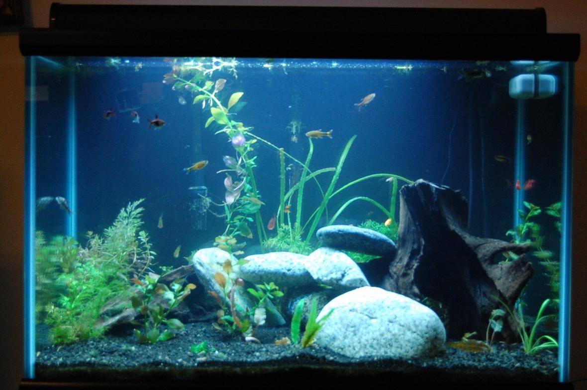50 gallons planted tank (mostly live plants and fish) - This is a very natural looking tank with wood, rocks and all live plants. This tank houses 15 fish. There are many crevices and fun places for the fish to swin and hide out. The tank light simulates dawn, day, twilight, and moon light.