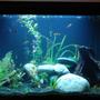 50 gallons planted tank (mostly live plants and fish) - This is a very natural looking tank with wood, rocks and all live plants. This tank houses 15 fish. There are many crevices and fun places for the fish to swin and hide out. The tank light simulates dawn, day, twilight, and moon light.