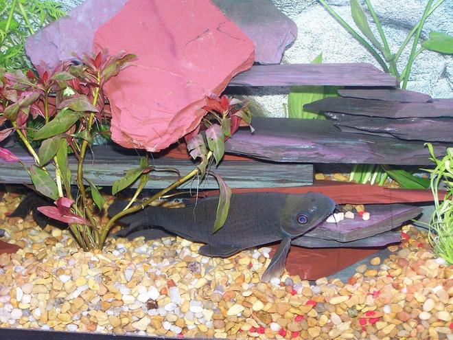 freshwater fish - labeo chrysophekadion - black shark stocking in 55 gallons tank - 8" Black Shark