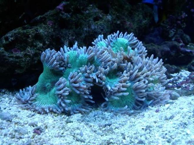 corals inverts - catalaphyllia jardinei - elegance coral stocking in 120 gallons tank - elegance