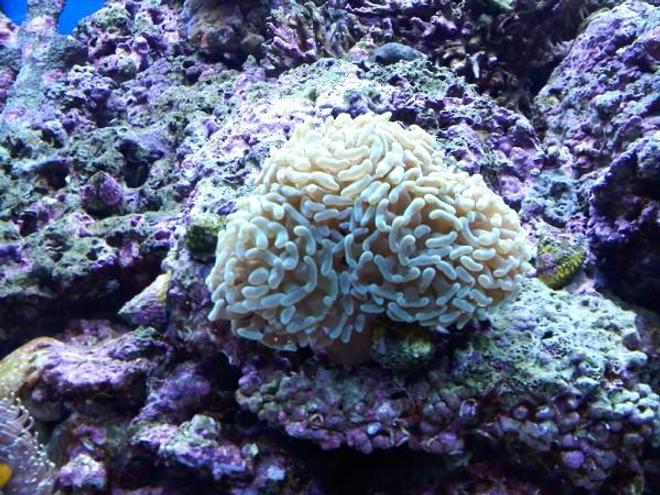 corals inverts - euphyllia paranchora - hammer / anchor coral, branching stocking in 120 gallons tank - branching hammer