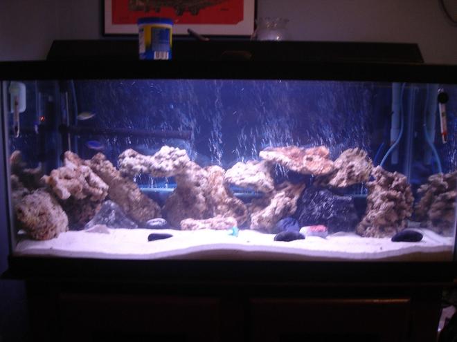 40 gallons saltwater fish tank (mostly fish, little/no live coral) - Just set up 40 gallon breeder salt tank.   It will soon be a reef tank when I get my lights this tuesday.   This is my first salt water tank.   I have a rena xp filter, an octapus BH-100 protien skimmer (not in picture), and three powerheads.  I am still perfecting my setup at this point.
