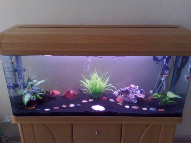 90 gallons freshwater fish tank (mostly fish and non-living decorations) - Curved glass, 1.2  meter tank.
