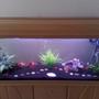 90 gallons freshwater fish tank (mostly fish and non-living decorations) - Curved glass, 1.2 meter tank.