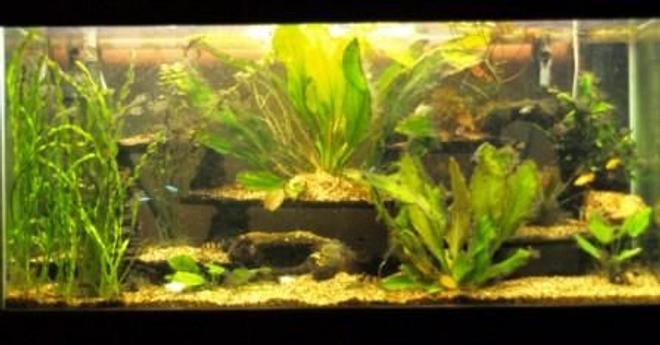 80 gallons planted tank (mostly live plants and fish) - 80 gallon low tech tank