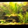80 gallons planted tank (mostly live plants and fish) - 80 gallon low tech tank