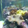corals inverts - sarcophyton elegans - yellow fiji leather coral stocking in 55 gallons tank - my reef