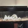 150 gallons freshwater fish tank (mostly fish and non-living decorations) - a work in progress.