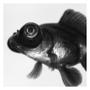 freshwater fish - carassius auratus - black moor goldfish stocking in 72 gallons tank - black moor