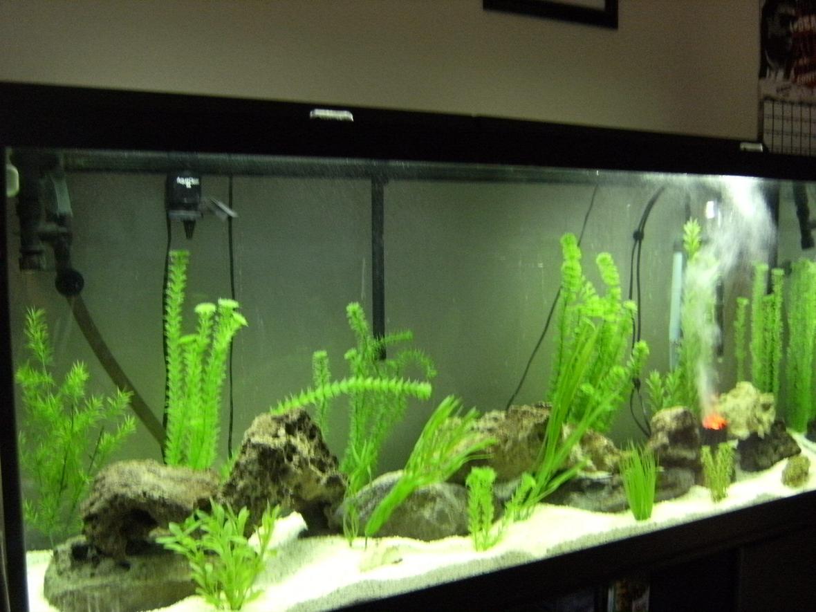 fish tank picture - just getting started..... no fish yet...