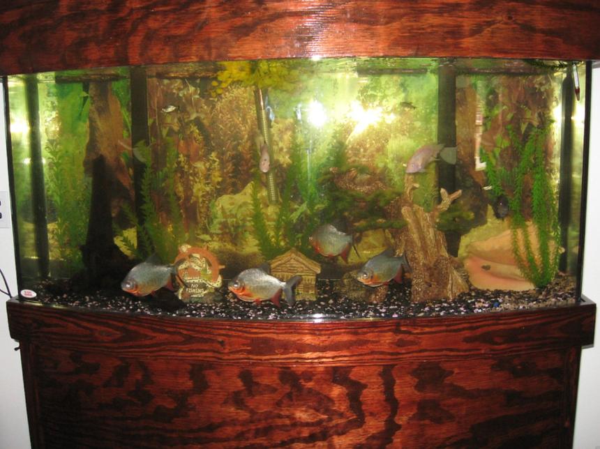 Rated #2782: 45 Gallons Freshwater Fish Tank - My Fathers 72 bowfront (Found it!!).. built the stand and top himself and has:
4 Red Pacu's
3 Convicts
1 Red Eye Tetra
Very Nice!!!