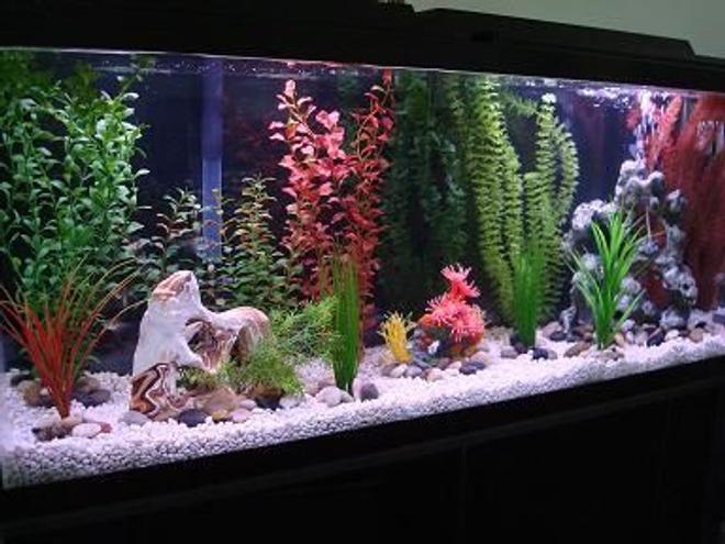 55 gallons freshwater fish tank (mostly fish and non-living decorations) - 55 gallon tank