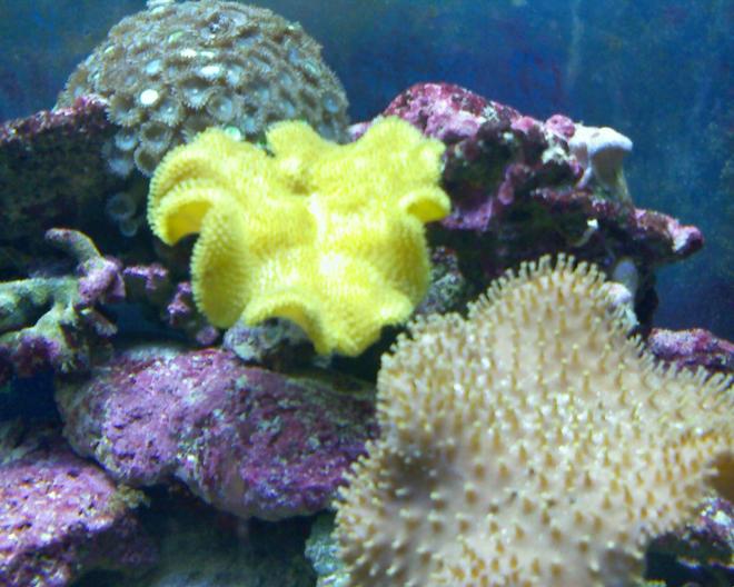 corals inverts - sarcophyton elegans - yellow fiji leather coral stocking in 55 gallons tank - leather coral