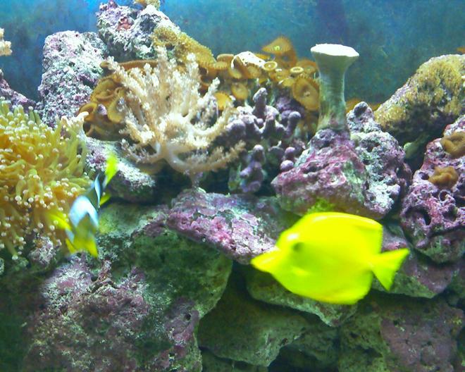 saltwater fish - zebrasoma flavescens - yellow tang - hawaii stocking in 55 gallons tank - yellow tang